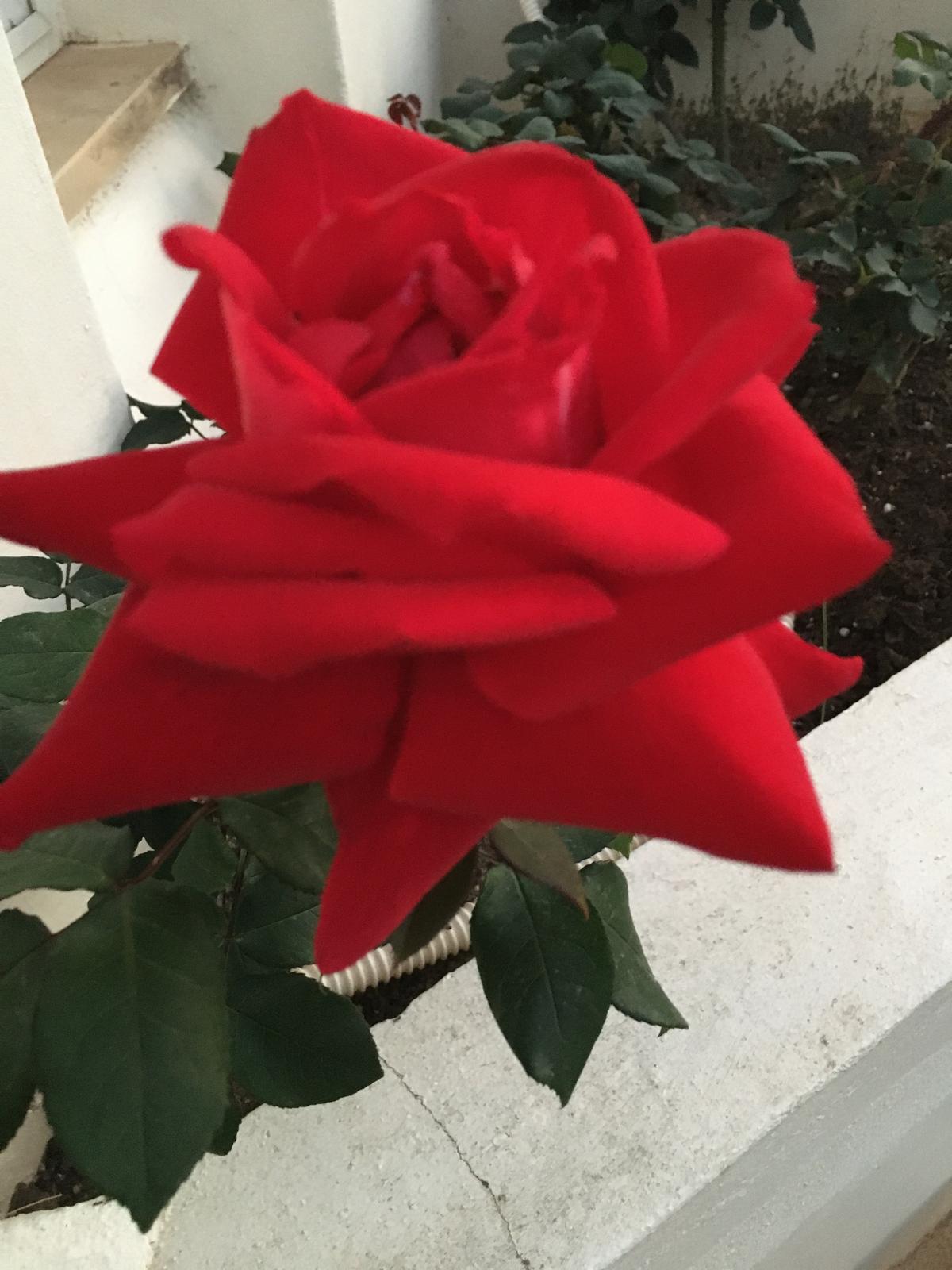 Red Rose Image - Book Covers / Calendars / Posters / Wallpaper