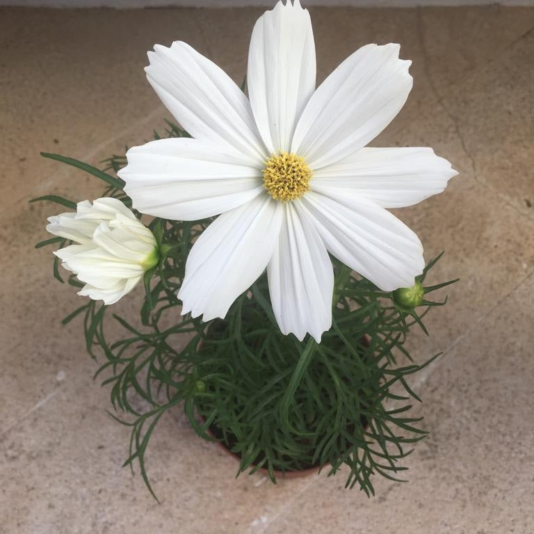 The White Flower Digital Image - Book Covers / Calendars / Posters / Wallpaper