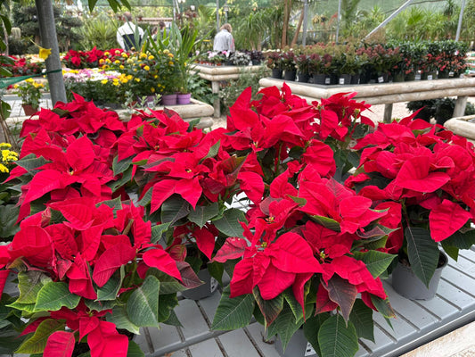 卡斯卡伊斯花园 - 일몰 속 노르웨이 - Cascais-Gärten - Cascais Gardens - Digital Image - Book Covers / Calendars / Posters (Copy) (Copy)